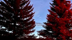 Un bâtiment sur lequel on peut lire, sur une enseigne, les mots « THE LOBES », la nuit, et qui est entouré de grands arbres.