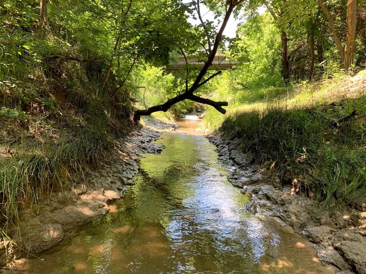 Ein schmaler Wasserlauf, umgeben von viel Grün und einem umgestürzten Baum.