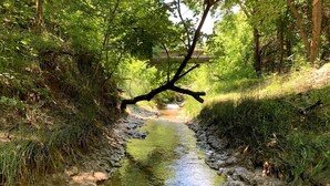 Ein schmaler Wasserlauf, umgeben von viel Grün und einem umgestürzten Baum.