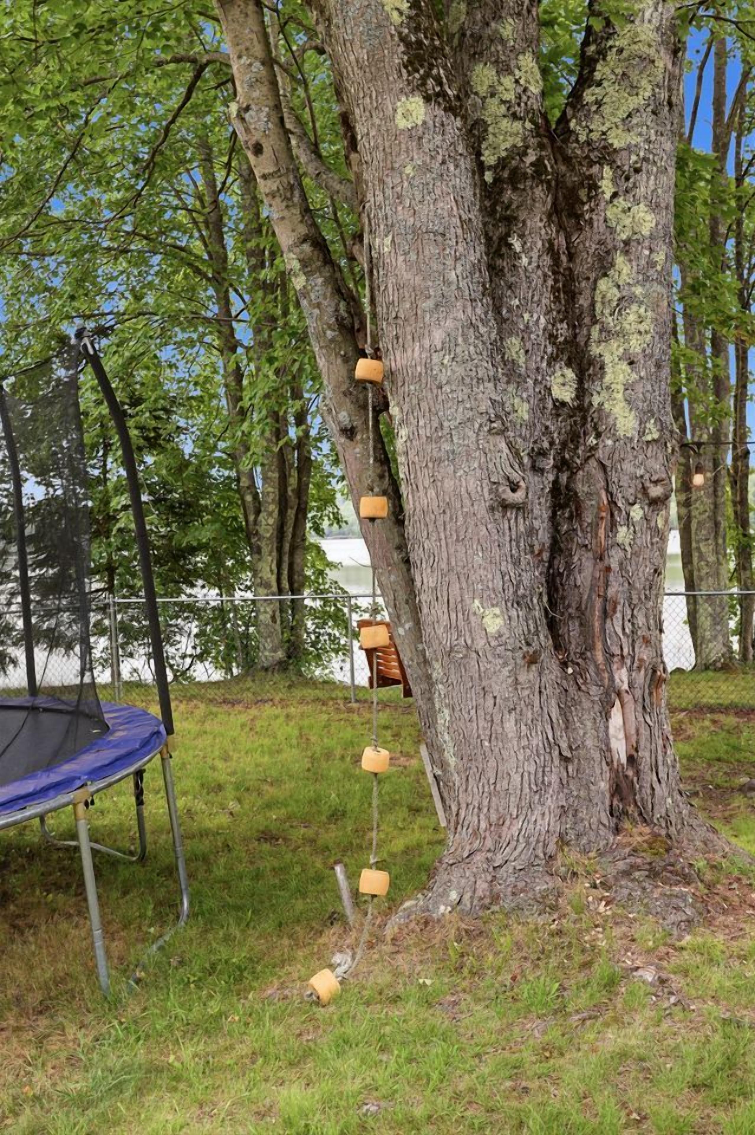 A tree with a rope swing and a trampoline nearby.