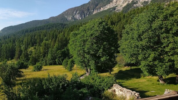 A mountainous landscape with dense forest and a stone wall.