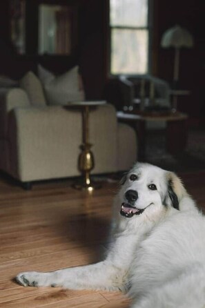 A dog lying on a wooden floor in a room with a sofa and a lamp. - The Catskill | Three Retreats One Creekside Escape (Jefferson Heights)