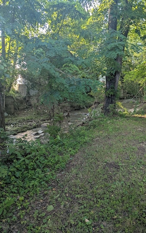 Un espace naturel en plein air, avec un ruisseau, une végétation luxuriante et un mur de pierres.