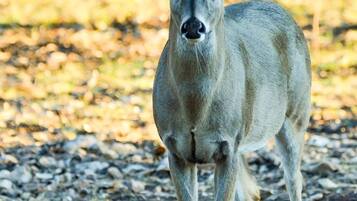 A deer standing in a natural setting with a blurred background.