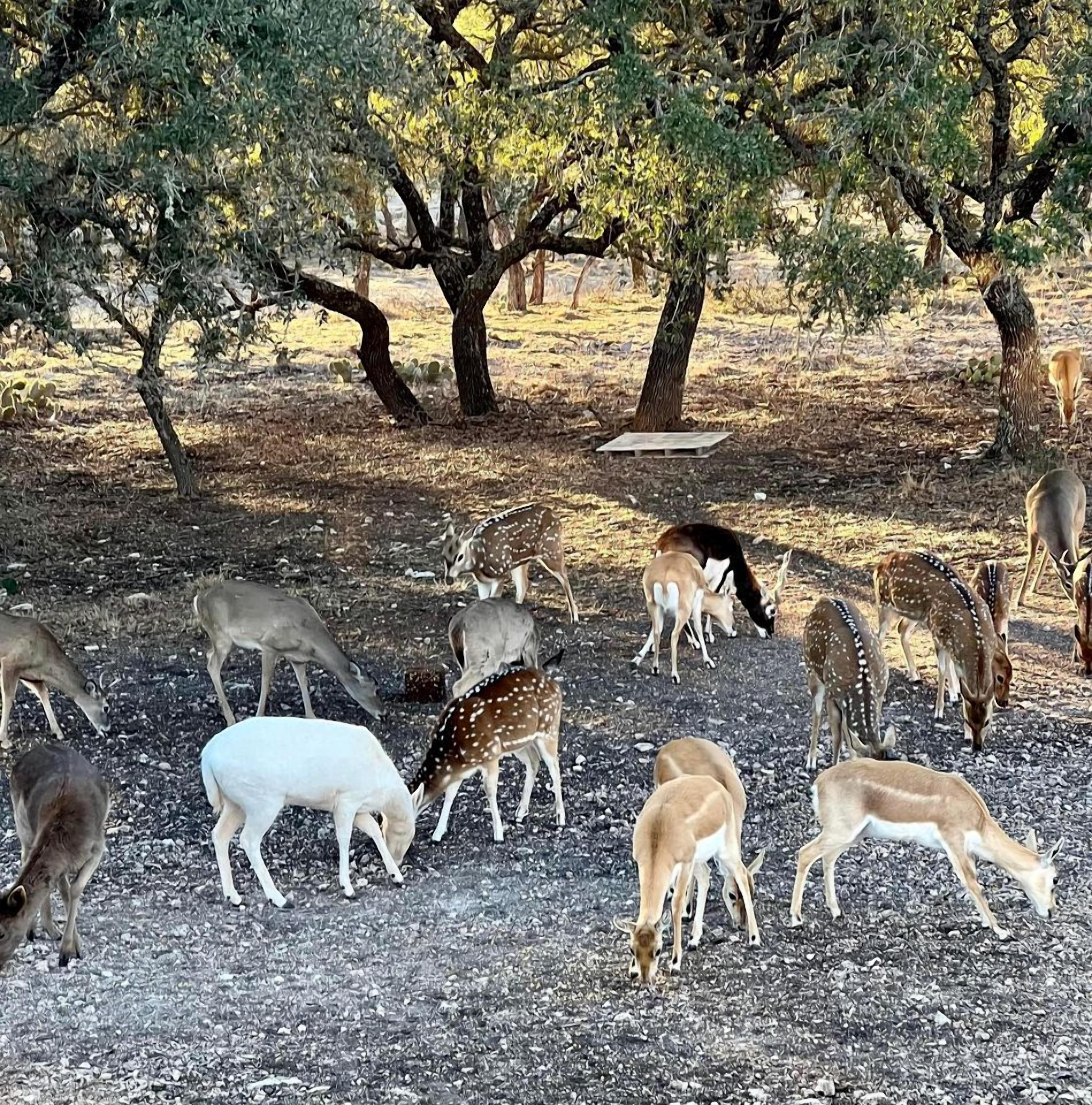 A group of deer grazing in a natural setting with trees and a gravel ground.