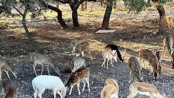 A group of deer grazing in a natural setting with trees and a gravel ground.