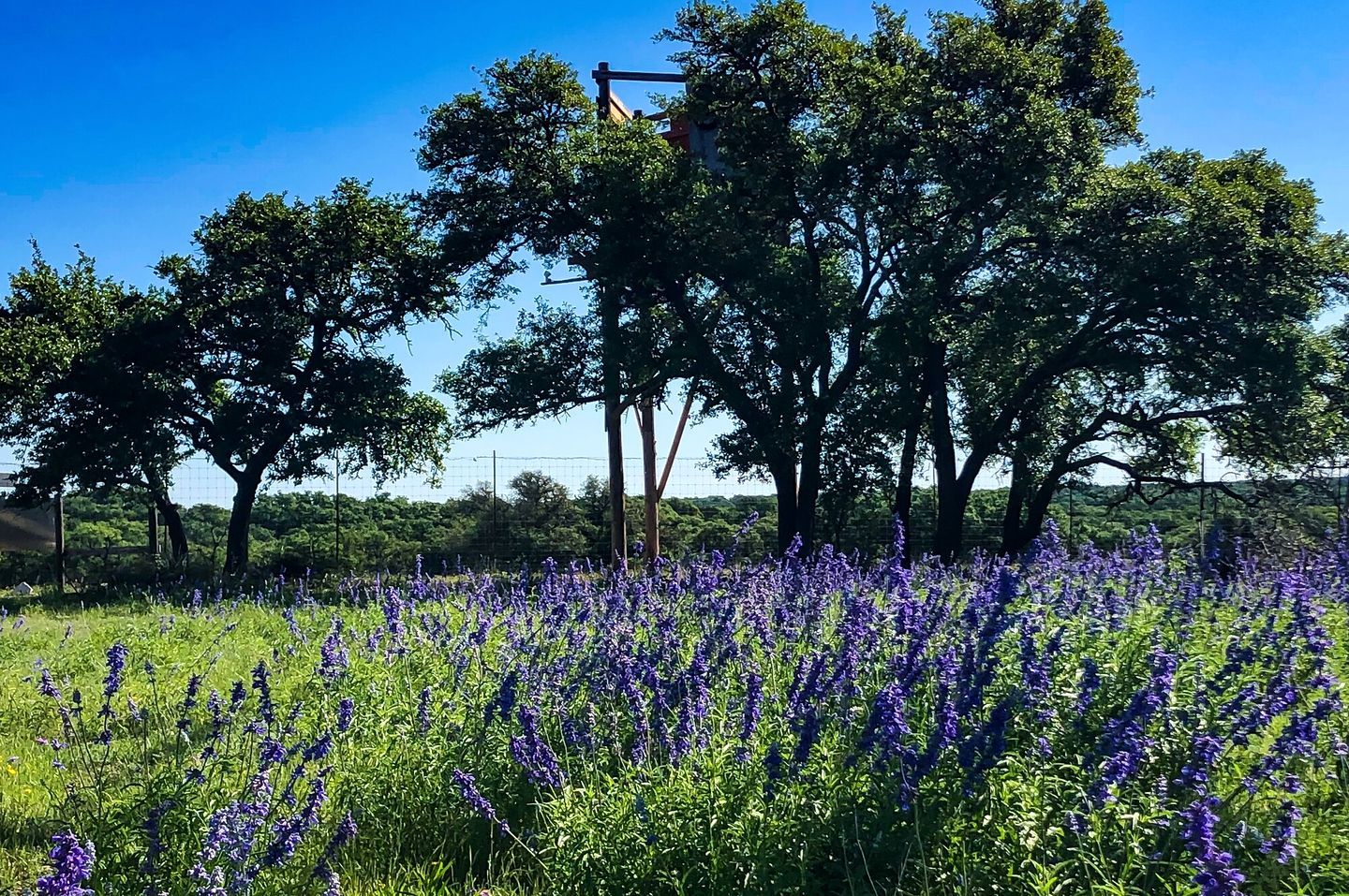 A field of purple flowers with trees in the background.