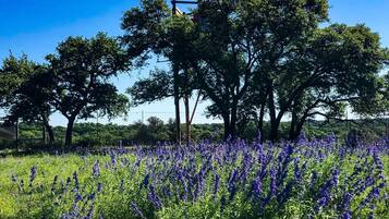 A field of purple flowers with trees in the background.