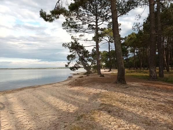 A beach with trees, a sandy path, and a calm body of water.