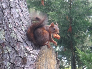 Una ardilla sobre el tronco de un árbol.