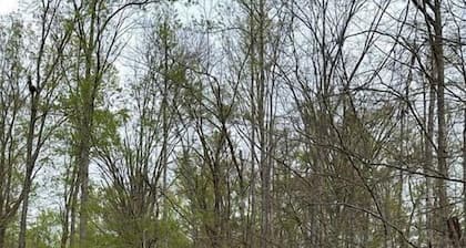 Modern Safari Tent Glamping in Kentucky near Mountain Biking Trails