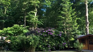 A garden with dense foliage, a bird feeder, and a wooden cabin. - Holiday Home for 6 Guests in Graal-Müritz (Baltic Sea Spa) (Graal-Müritz)