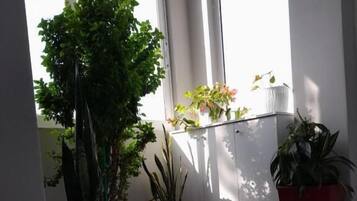 Rincón de una habitación con plantas en macetas, una ventana y suelo de baldosas.