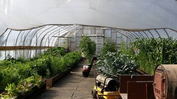 Un invernadero con hileras de plantas, una carretilla elevadora y una escalera.