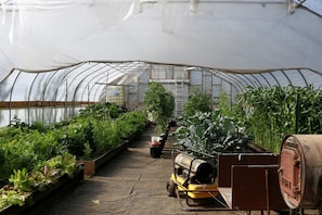 A greenhouse with rows of plants, a forklift, and a ladder.