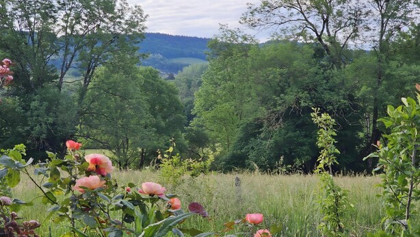 Un paysage naturel avec des arbres et un champ.