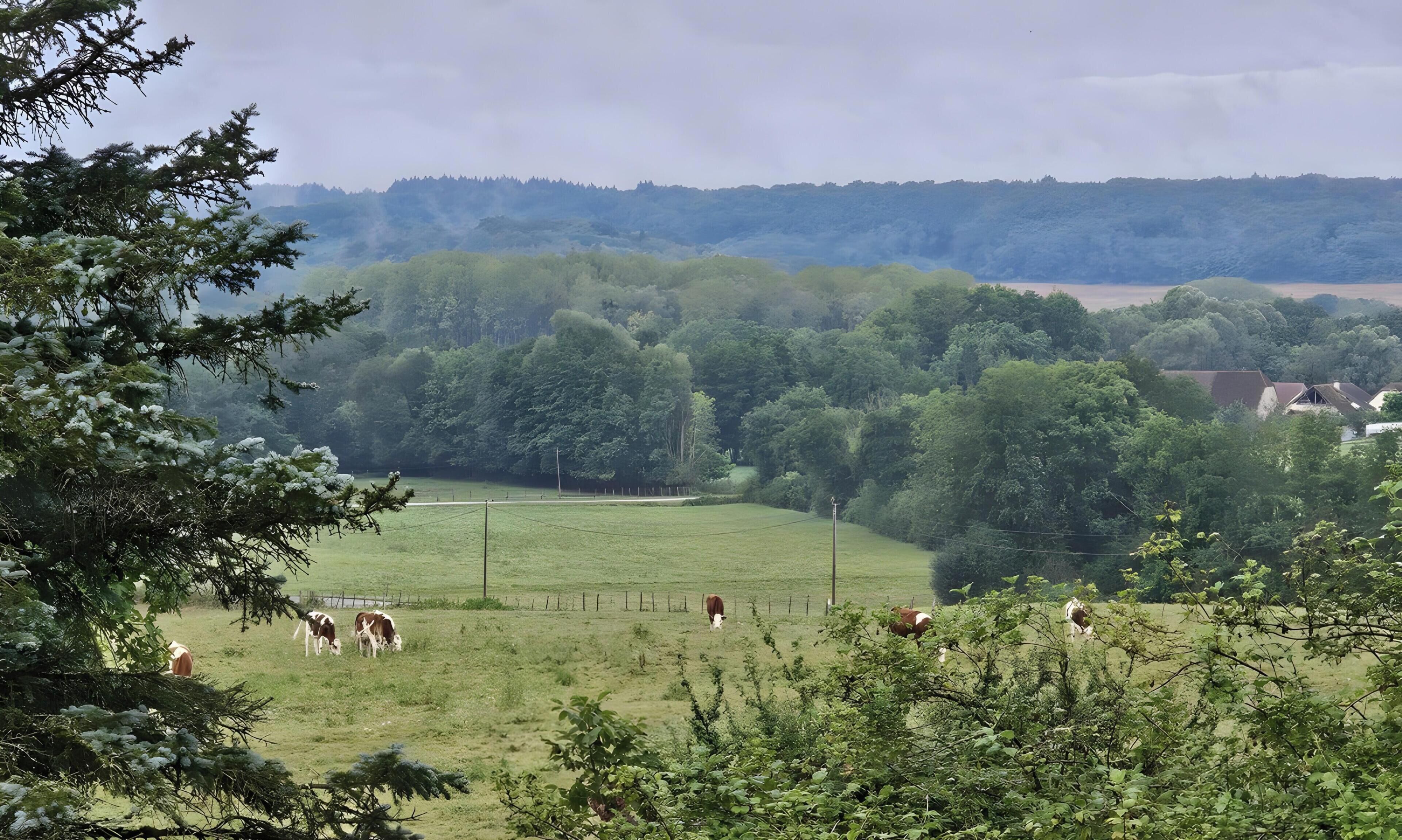 Un paysage rural avec un champ où paissent des vaches, entouré d’arbres et dominé par une colline lointaine.