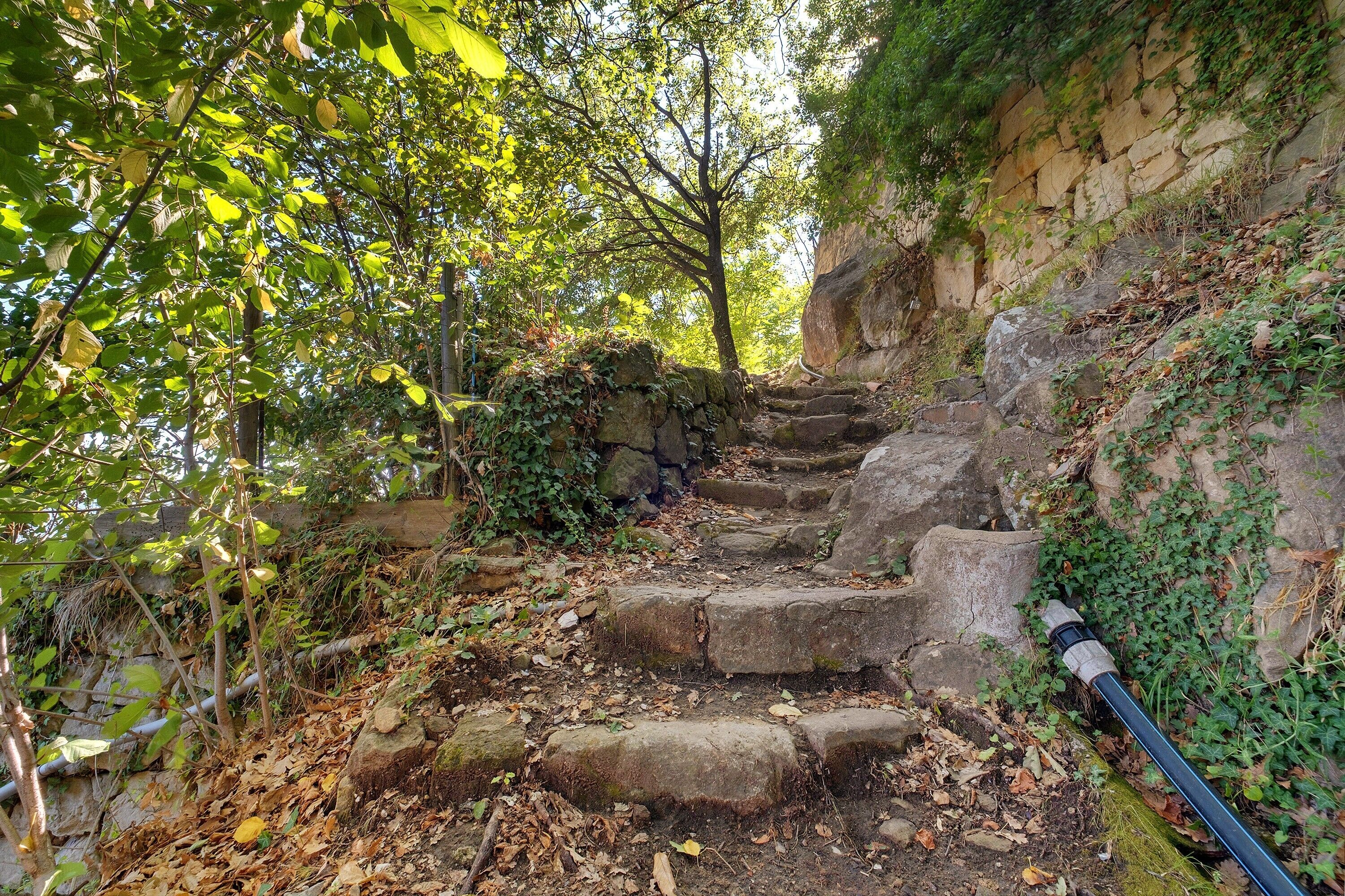 A stone staircase surrounded by foliage, leading up a rocky path.