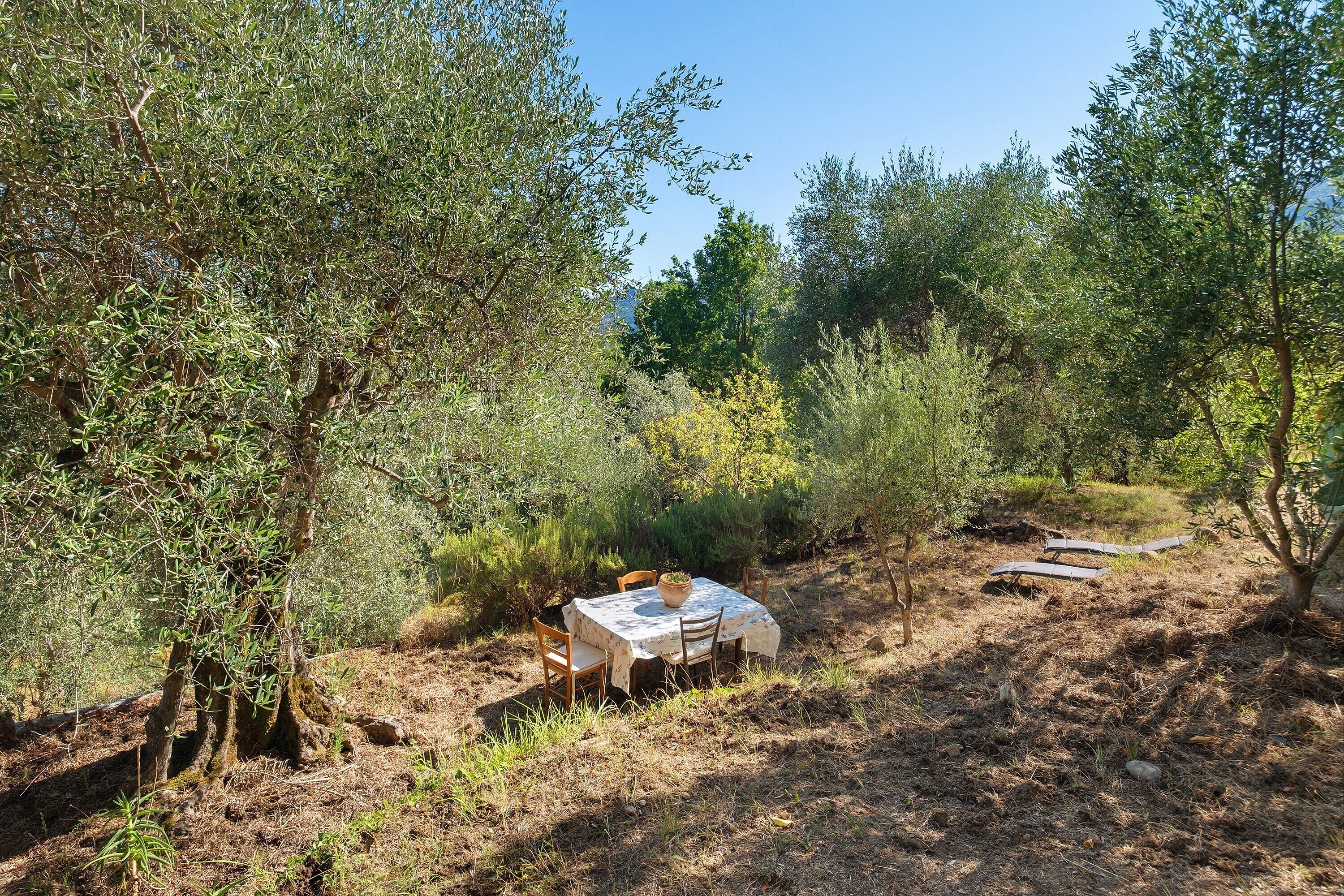 Un espace de restauration en plein air, avec une table et des chaises, entouré d’oliviers et de verdure.