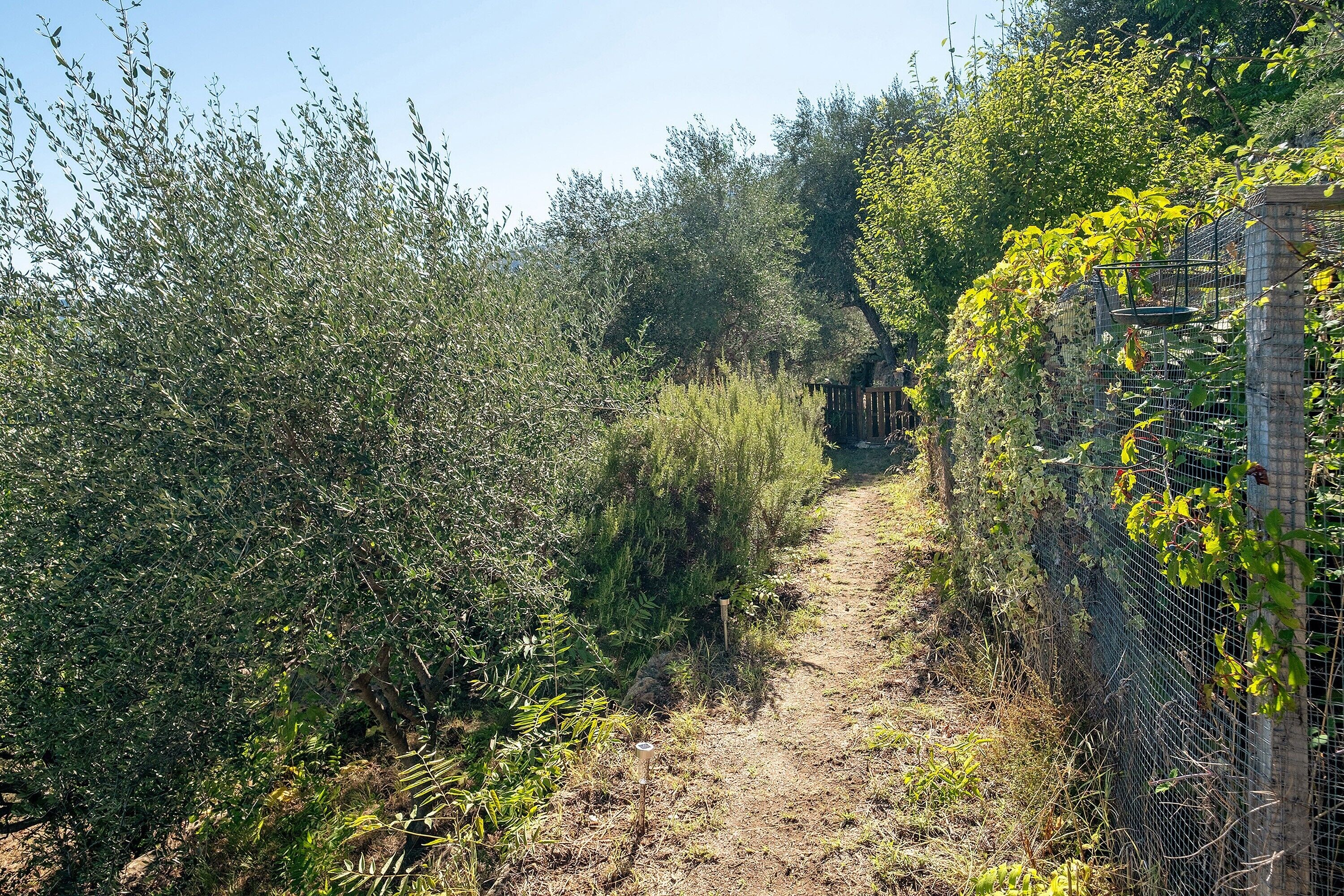 A dirt path surrounded by dense vegetation and a wire fence.