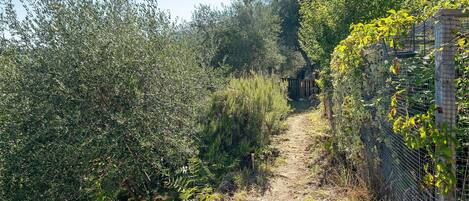 A dirt path surrounded by dense vegetation and a wire fence.