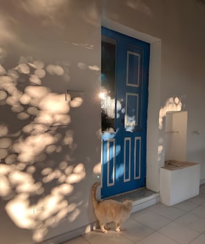 A cat near a blue door with a white wall and a white bench.