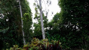A garden with a stone pathway, various plants, and trees.