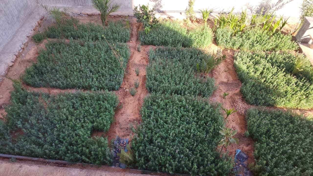 Un jardín con jardineras elevadas, un muro de concreto y un sendero.