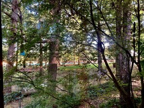 A forested area with tall trees and a clear path. - Secluded Lakefront House Nestled in the Woods for an Unforgettable Adventure in Nature in Williford, Arkansas (Williford)