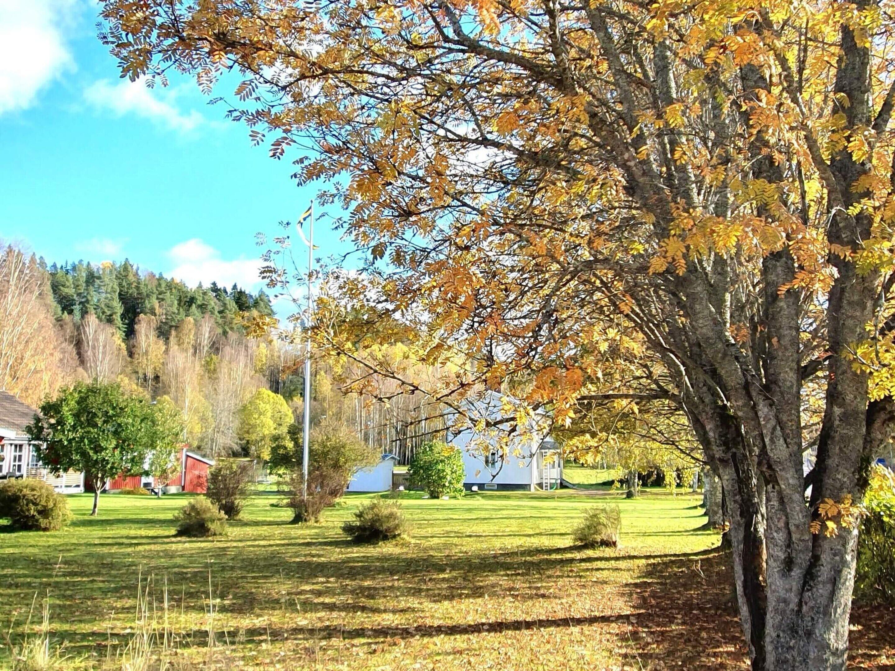 A rural landscape with a large tree, a grassy field, and a red building.