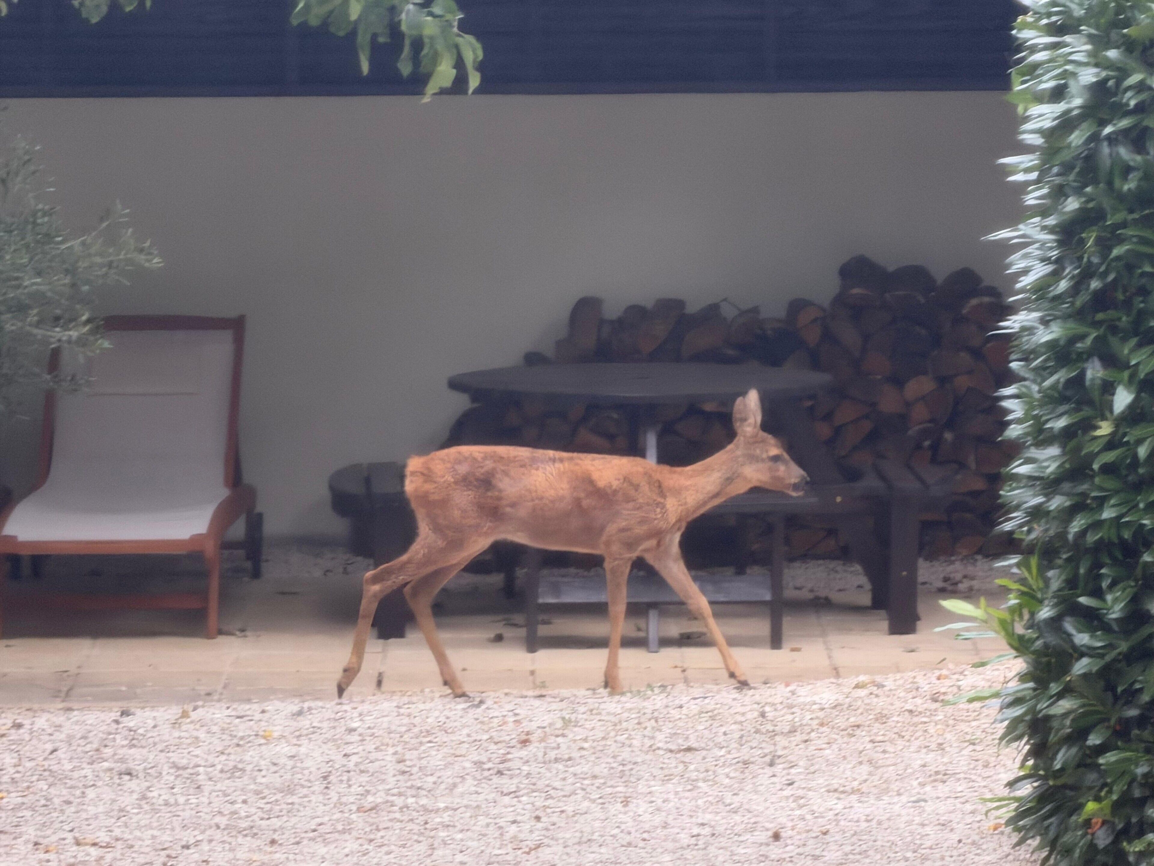 Un ciervo en un espacio al aire libre con una silla y una pila de leña.