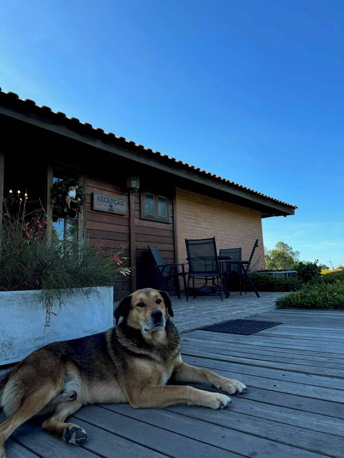 A dog lying on a wooden deck in front of a building with a sign that reads 'RECEPCAO'.