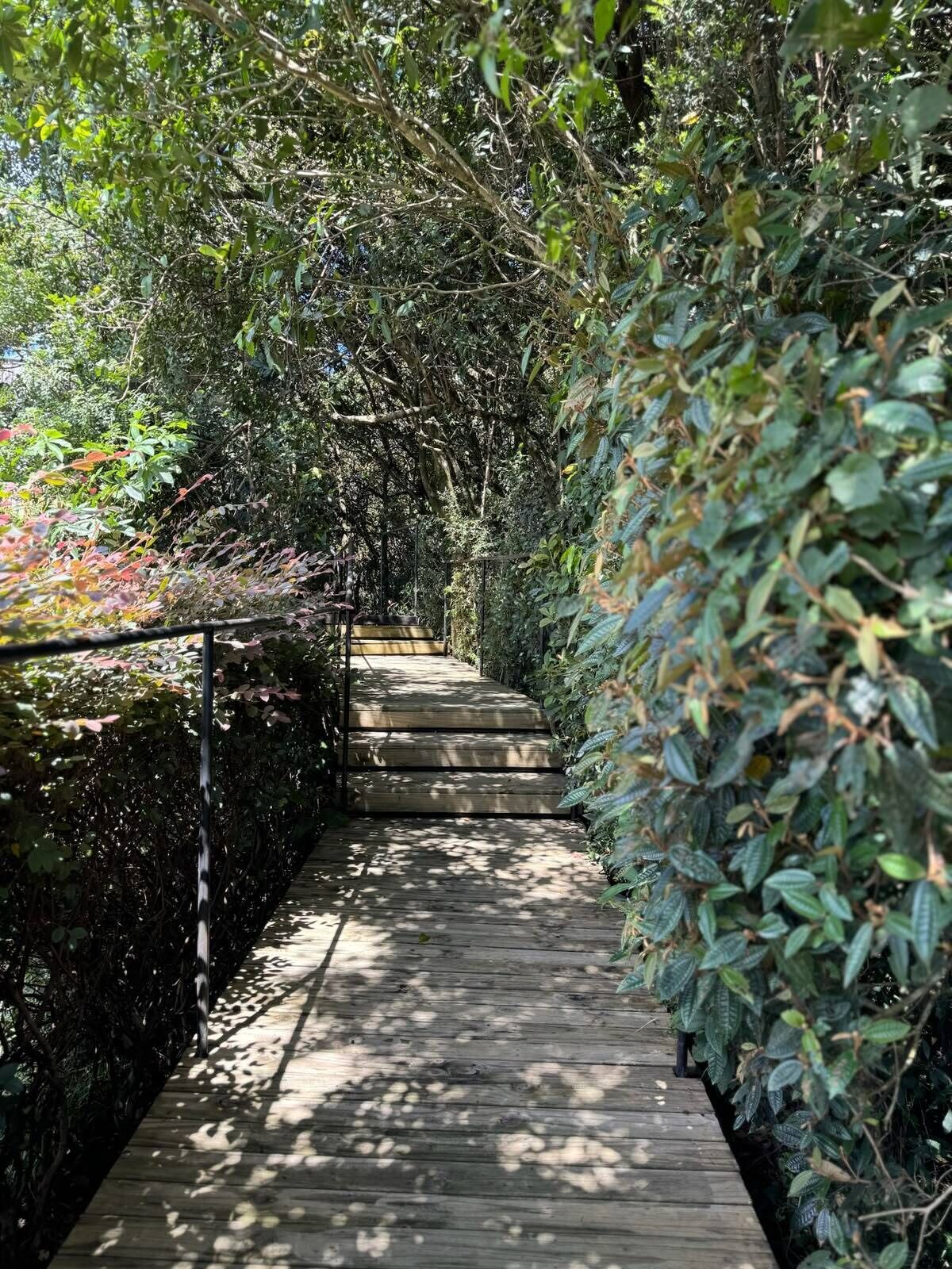 Un sendero de madera bordeado por una vegetación densa que conduce a una escalera.