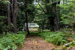 A forest path leading to a cabin with a thatched roof, surrounded by dense ferns and tall trees.