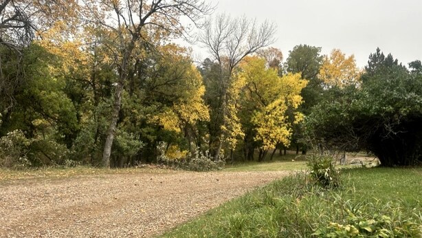 Ein Park mit Bäumen, einem Schotterweg und Rasen.