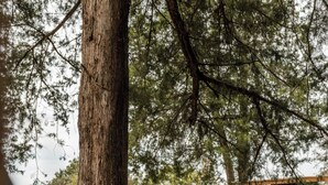 A hammock tied to a tree in a wooded area with a red building in the background. - The Hideaway on Table Rock Lake (Reeds Spring)