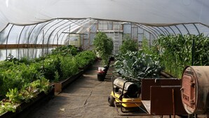 Un invernadero con hileras de plantas, una carretilla elevadora y una escalera.