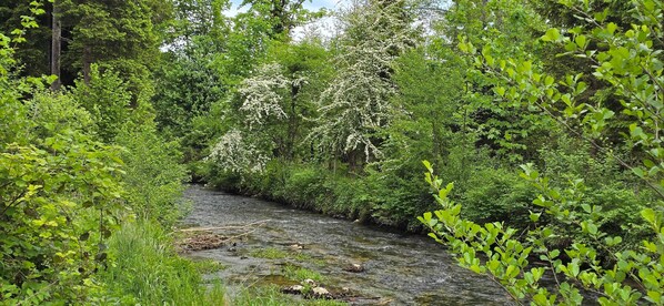 A river flowing through a dense forest with lush greenery and white flowering trees.