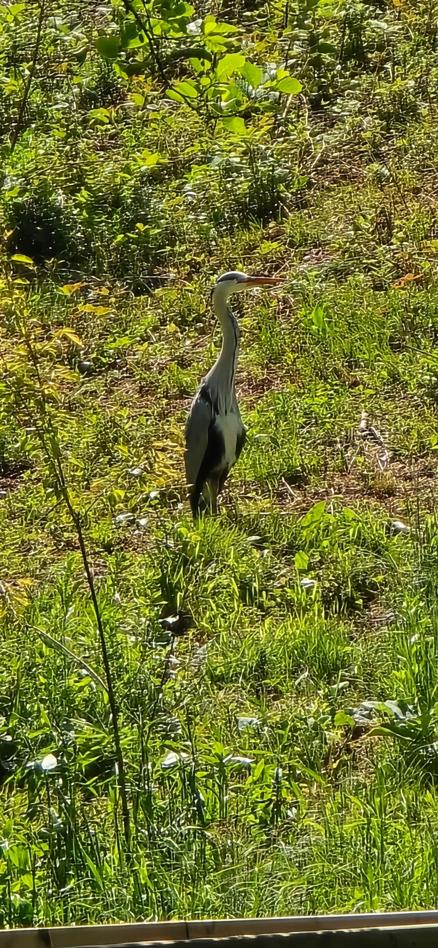 Een vogel die staat in een grasveld, met dichte begroeiing op de achtergrond.