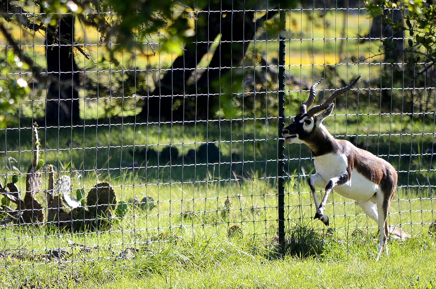 A wild animal, possibly a gazelle, behind a wire fence in a grassy area with trees in the background.