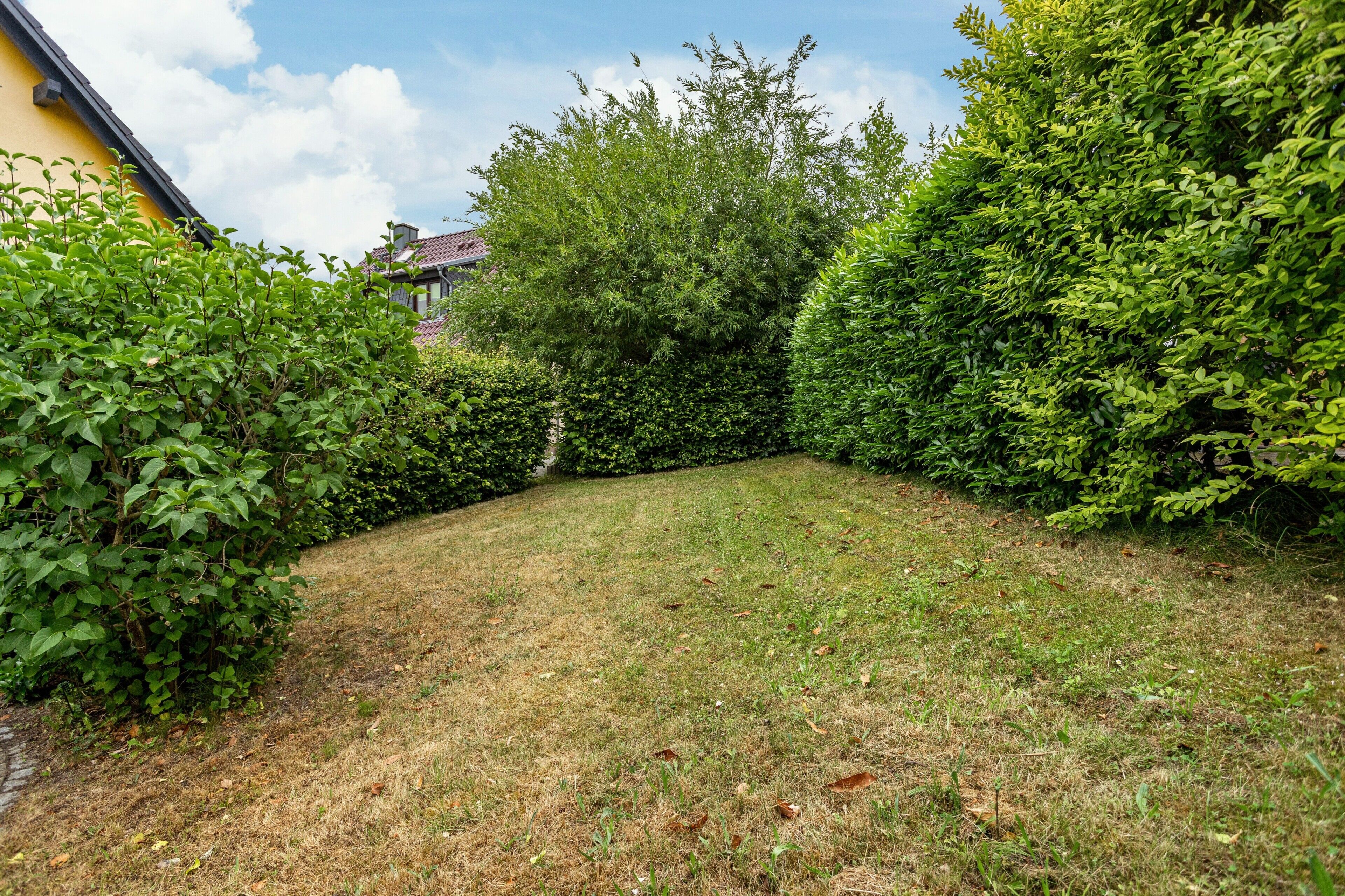 A grassy yard with dense hedges and a building in the background.