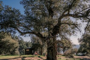 A large tree with a small cabin in the foreground.