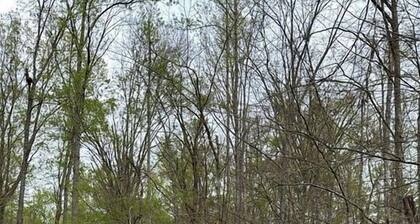 Safari Tent Glamping in Grayson Kentucky with Biking Trails Access