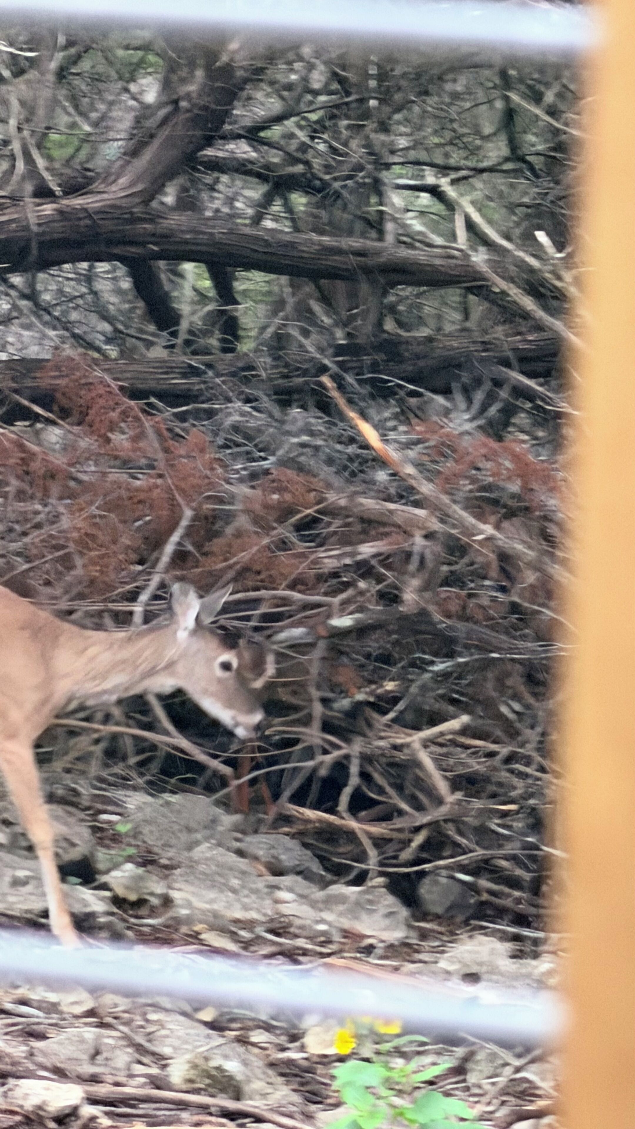 A deer in a wooded area with dense underbrush and branches.