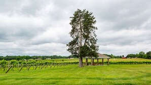 Ein Weinberg mit Reihen von Weinreben, einem Pavillon und einem großen Baum in der Mitte.