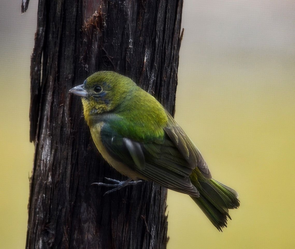 A bird perched on a tree.