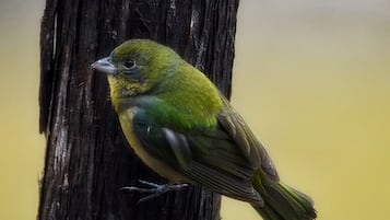A bird perched on a tree.