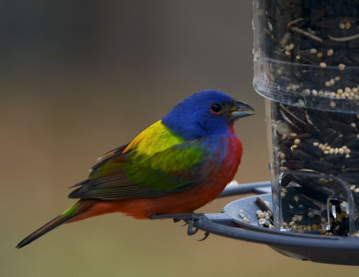 A bird perched on a bird feeder.