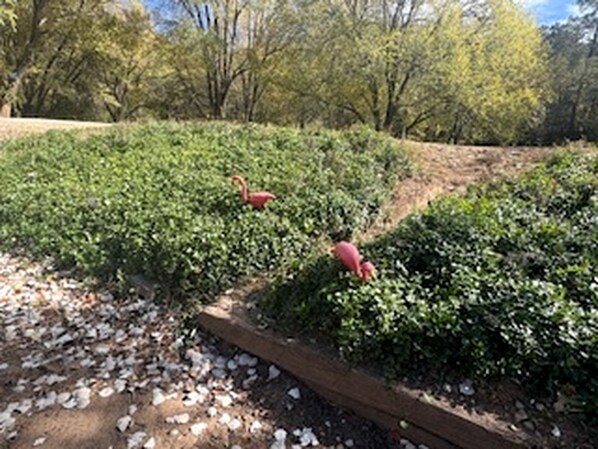 Un jardín con arbustos verdes y un sendero de madera.