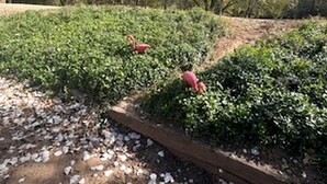 Un jardin avec des arbustes verts et un sentier en bois.